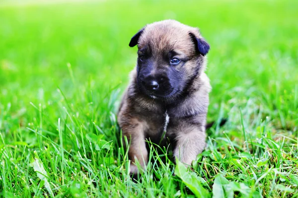 Belçika çoban köpek — Stok fotoğraf