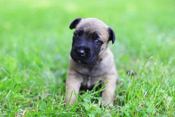 Belçika çoban köpek — Stok fotoğraf