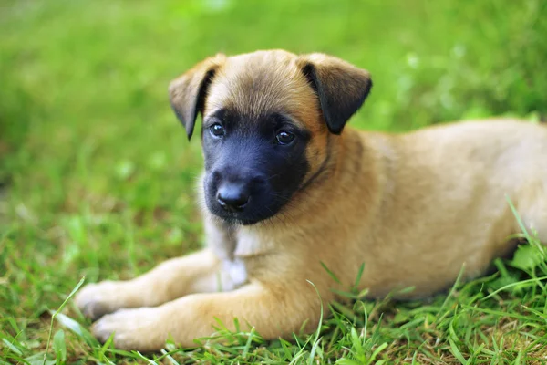 Puppy of belgian shepherd — Stock Photo, Image