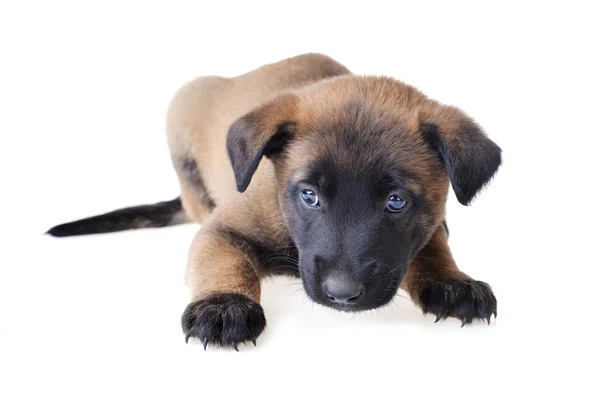 Bonito cachorrinho jovem — Fotografia de Stock