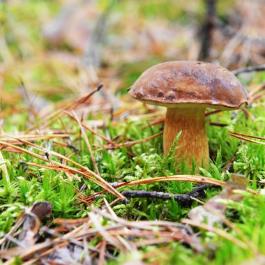 Yenilebilir orman mantar