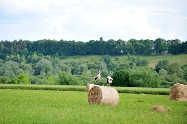 Champ estival de balles de foin — Photo