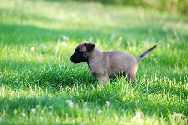 Jovem cachorro pastor belga — Fotografia de Stock