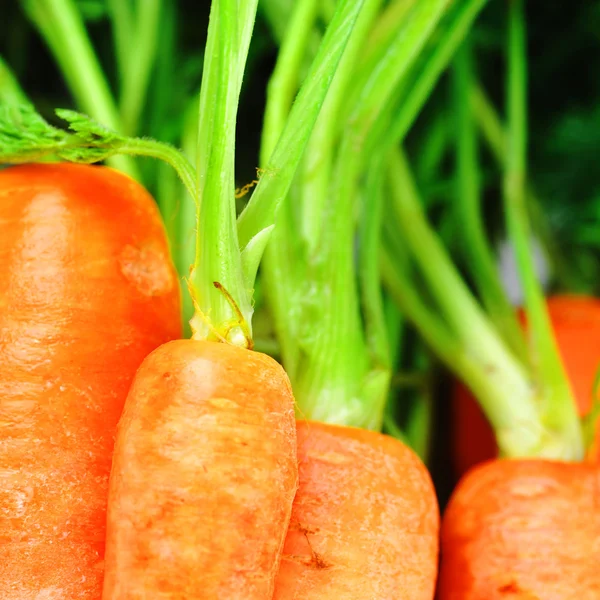 Bunch of fresh carrots — Stock Photo, Image