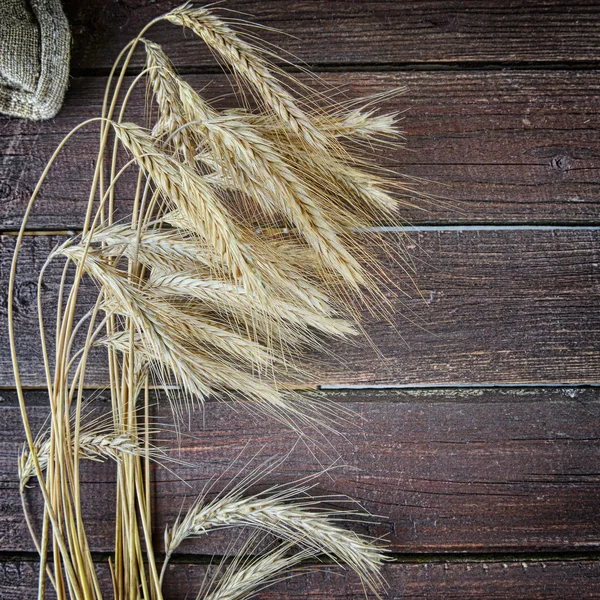 Parta z uší pšenice — Stock fotografie