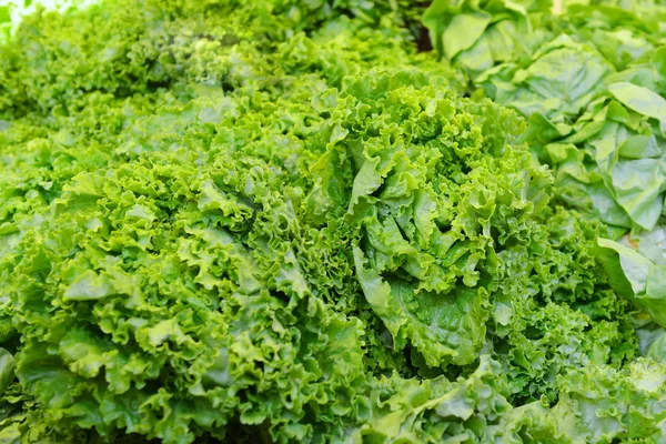 Green fresh lettuce — Stock Photo, Image