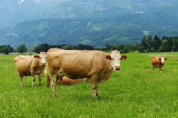 Stádo krav na horských svazích — Stock fotografie