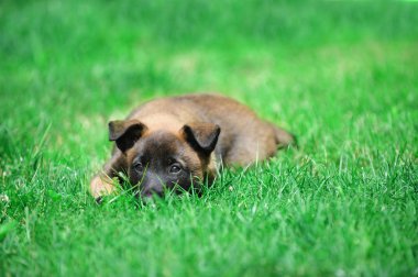 küçük şirin köpek yavrusu
