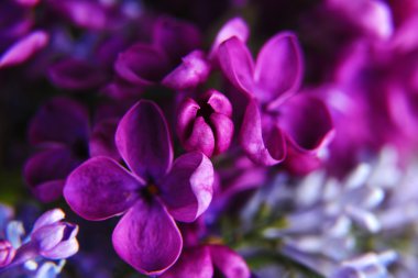 elma çiçeği arka plan