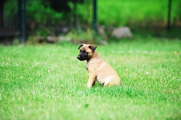 Küçük şirin köpek yavrusu — Stok fotoğraf