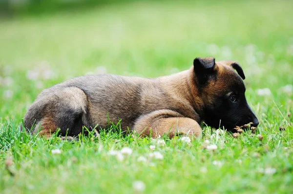 Small cute puppy — Stock Photo, Image
