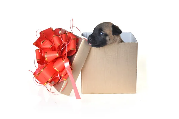 Puppy in gift box — Stock Photo, Image