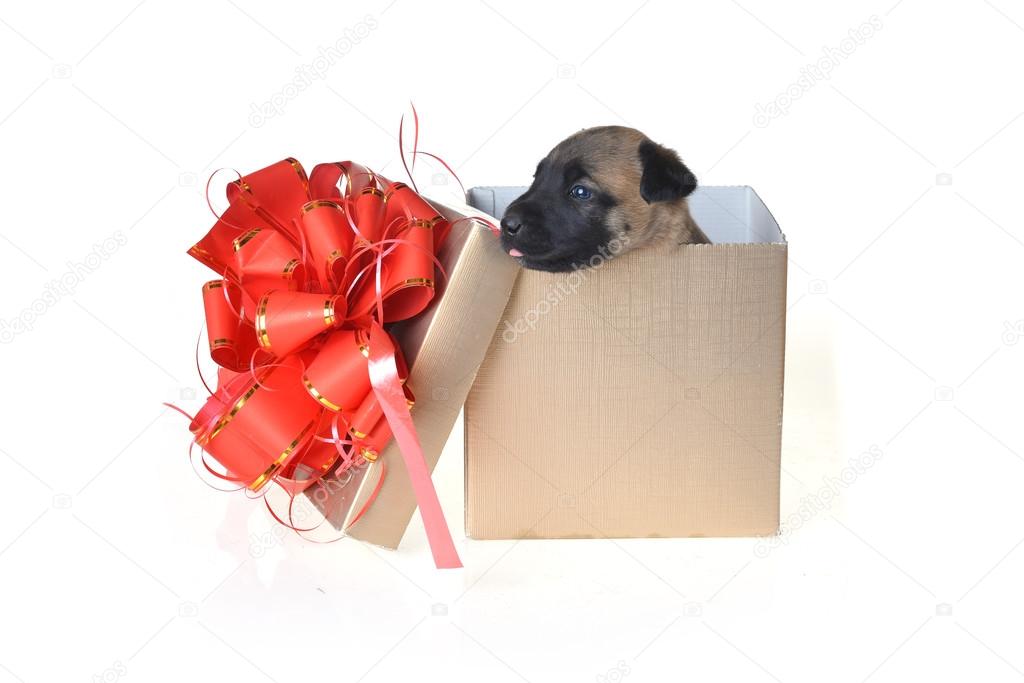 Puppy in gift box Stock Photo by ©Taden1 80604536