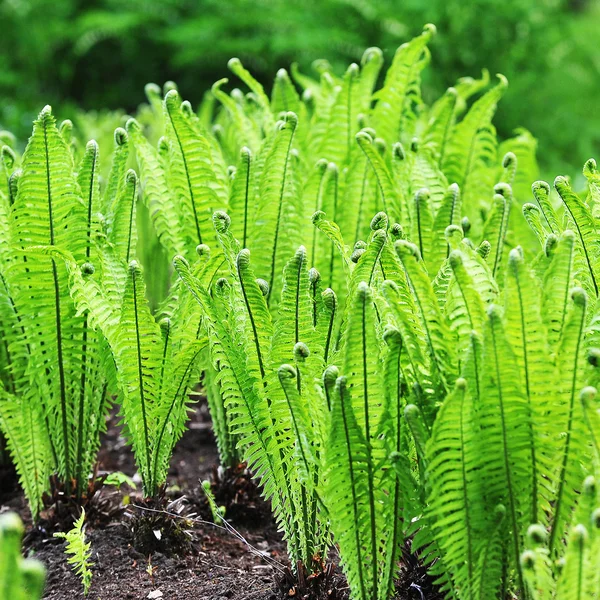 Green fern growing — Stock Photo, Image