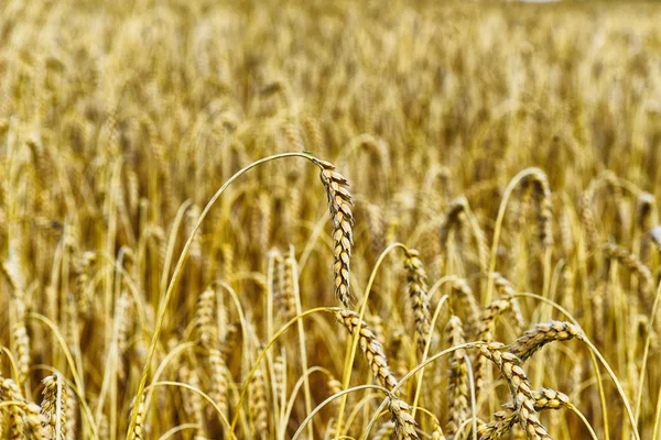Campo di grano in estate — Foto Stock