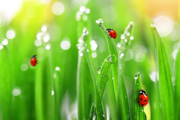 Fresh green grass with ladybugs — Stock Photo, Image