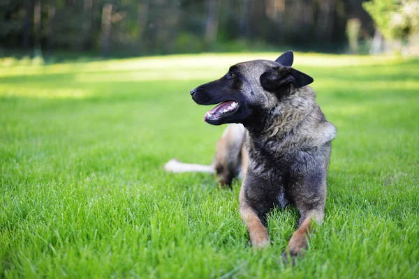 Belgischer Schäferhund — Stockfoto