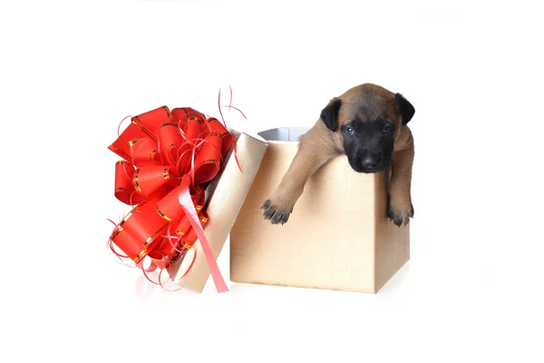 Cute puppy in gift box — Stock Photo, Image