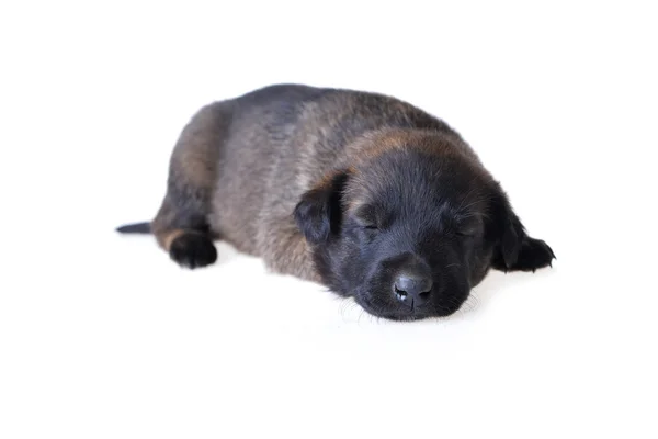 Schattige jonge puppy — Stockfoto