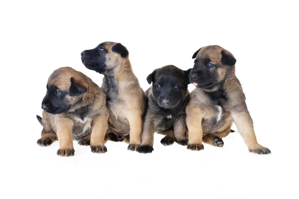 Lindos cachorros jóvenes — Foto de Stock