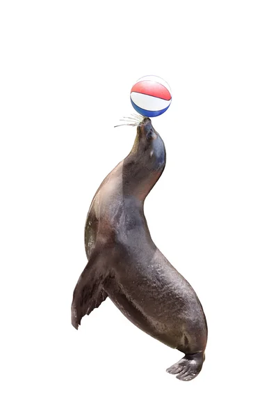Spelen met de bal zeebeer — Stockfoto