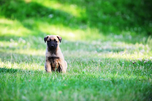 Jeune chiot berger belge — Photo