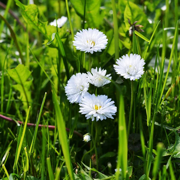 Små vita prästkrage blommor — Stockfoto