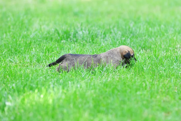 Mladé štěně belgického ovčáka malinois — Stock fotografie