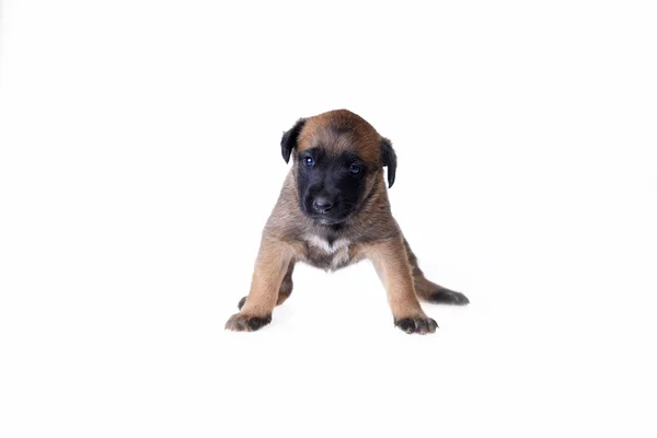 Schattige jonge puppy — Stockfoto