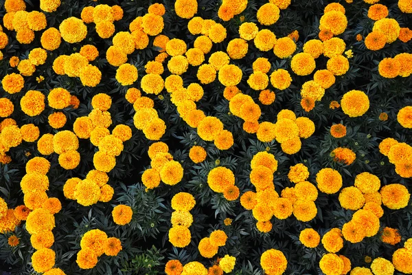 Ηλιόλουστο marigolds στο κρεβάτι μεγάλο λουλούδι — Φωτογραφία Αρχείου