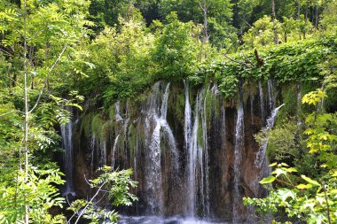 Güzel orman şelale