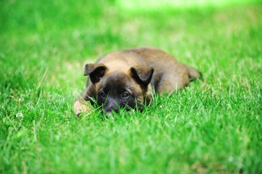 Belçika çoban köpek