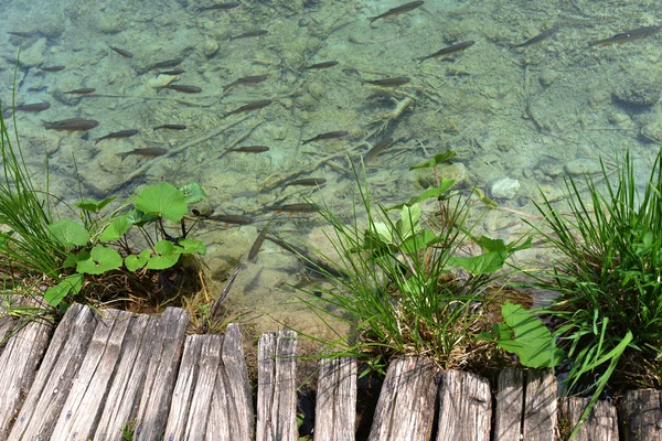 호수를 가로지르는 나무 다리 — 스톡 사진