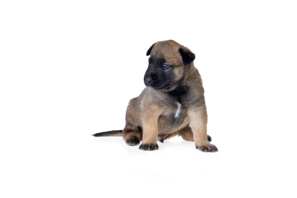 Schattige jonge puppy — Stockfoto