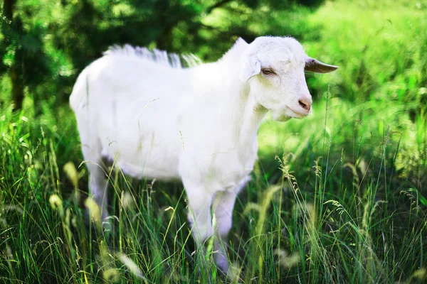 Witte geit op weide — Stockfoto