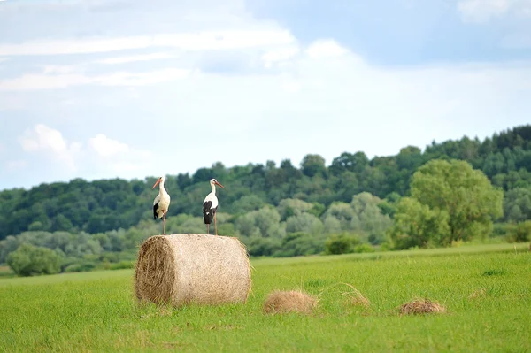 Hay bales and cranes — Stock Photo, Image