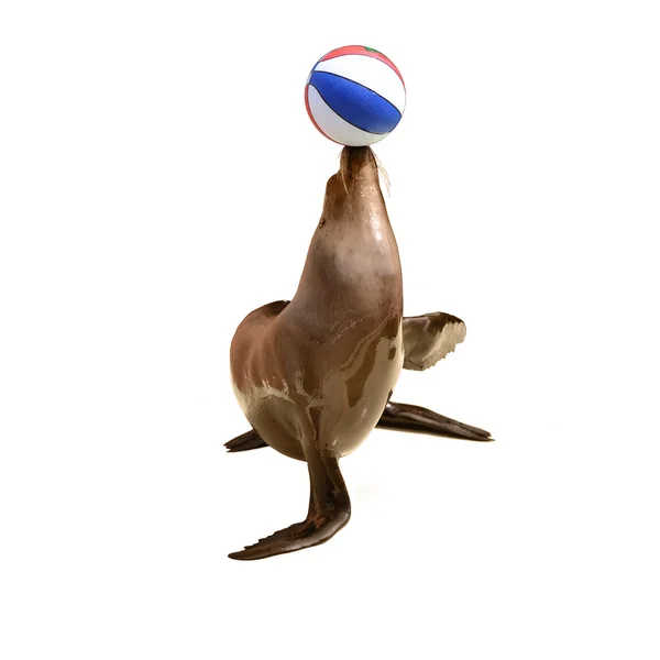 Zegel spelen met de bal — Stockfoto