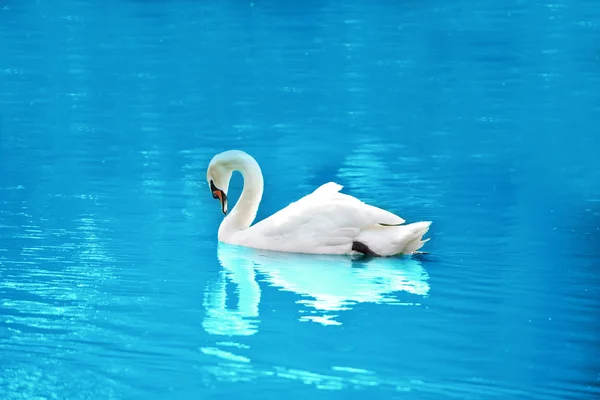 Bonito cisne flutuante — Fotografia de Stock