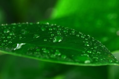 yeşil bitki yaprağı