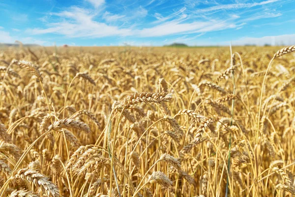 Campo in giorno d'estate — Foto Stock