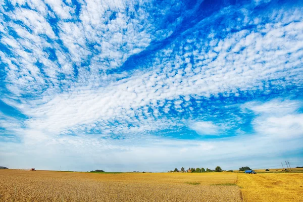 Geel veld onder blauwe hemel — Stockfoto