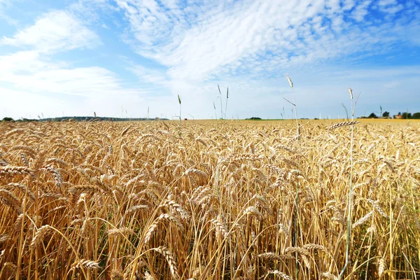 Veld in warme zomerdag Stockfoto