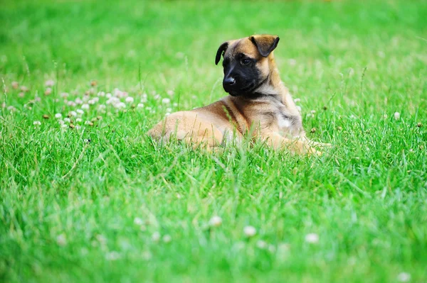 Puppy lying in grass — Stock Photo, Image