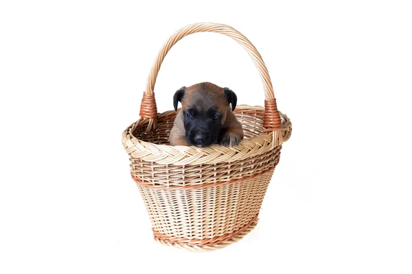 Leuke pup in mandje — Stockfoto