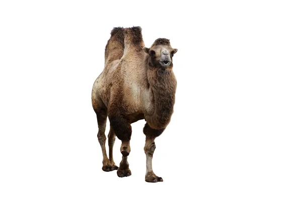 Baktrisches Kamel auf weißem Grund — Stockfoto
