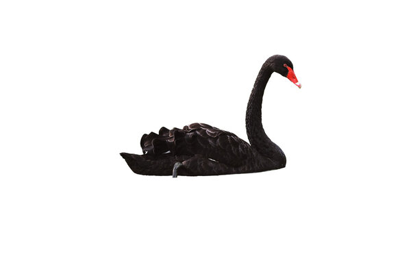 black swan isolated on white