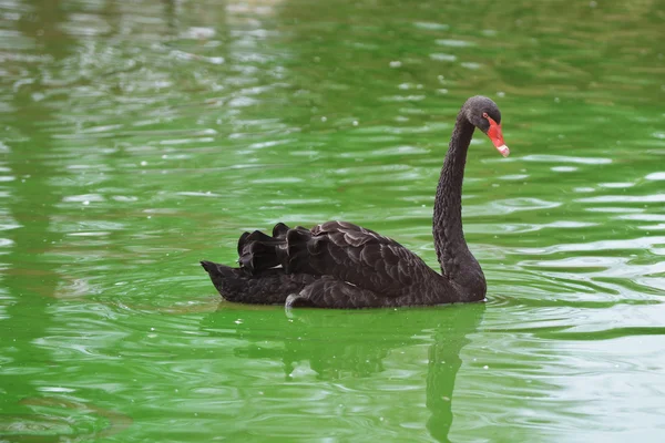 Zwarte zwaan in het meer — Stockfoto