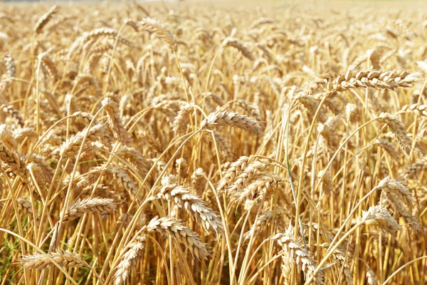 Feld im Sommertag — Stockfoto