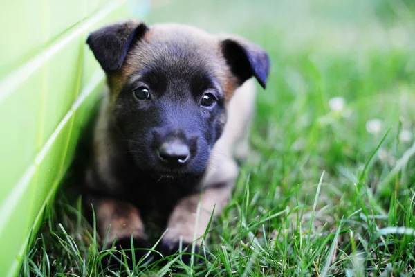 Jonge schattige puppy — Stockfoto