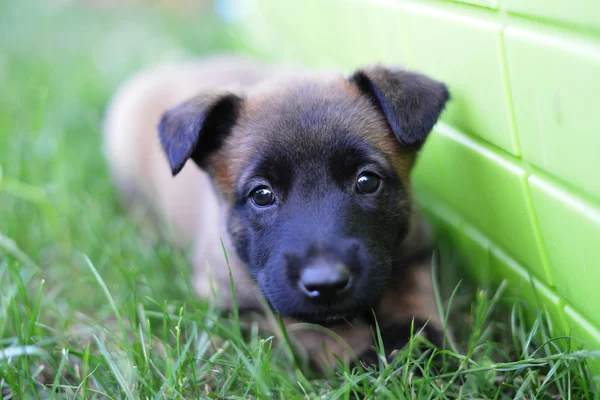 Valp av belgisk vallhund — Stockfoto